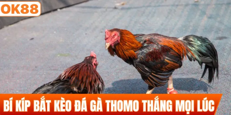 Bí kíp bắt kèo đá gà Thomo thắng mọi lúc