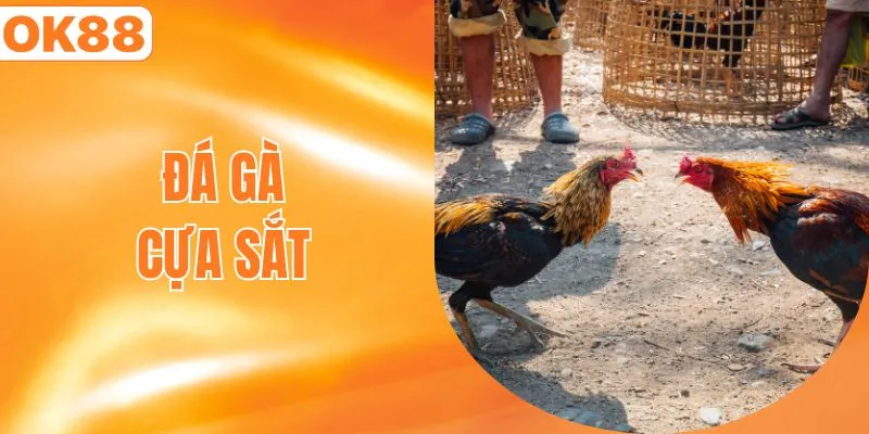 đá gà cựa sắt