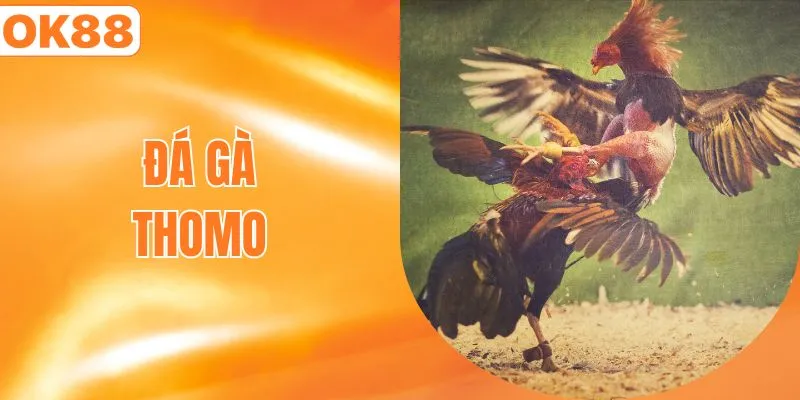 đá gà thomo