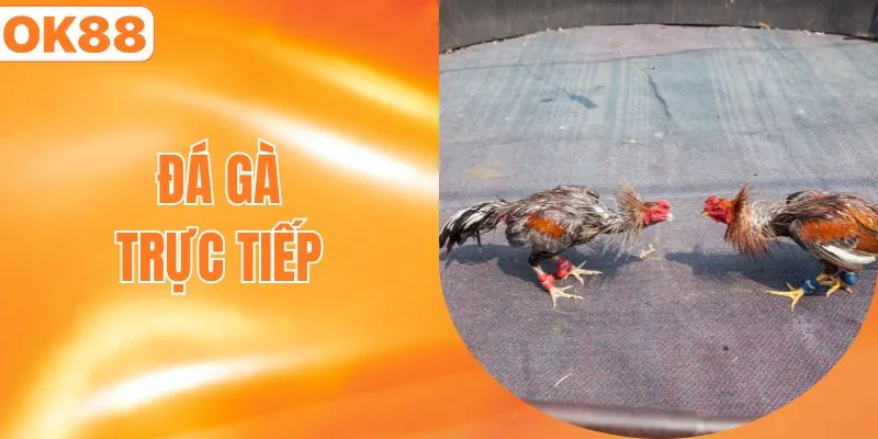 đá gà trực tuyến