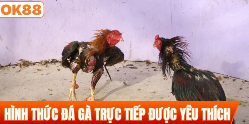 Hình thức đá gà trực tiếp nhiều người yêu thích