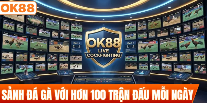 Khám phá sảnh đá gà với hơn 100 trận đấu mỗi ngày