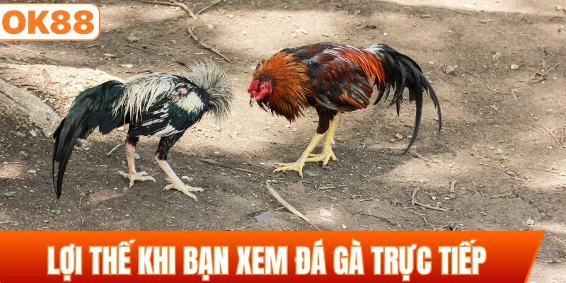 Lợi thế khi bạn xem đá gà trực tiếp