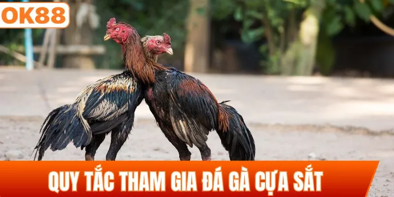Quy tắc chung khi tham gia đá gà cựa sắt