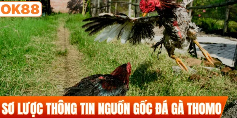 Sơ lược thông tin nguồn gốc đá gà Thomo