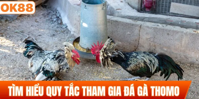 Tìm hiểu những quy tắc tham gia của đá gà Thomo